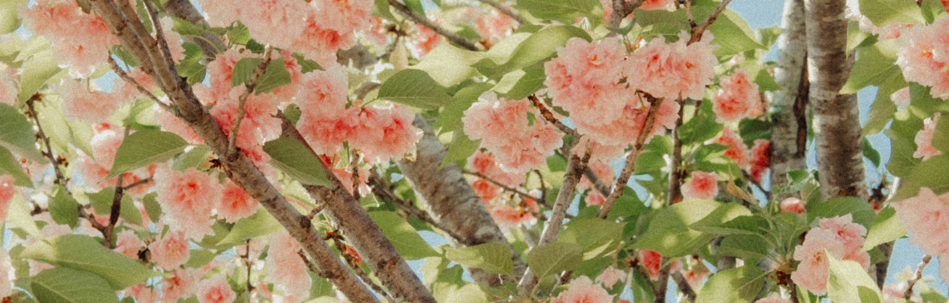 banner image